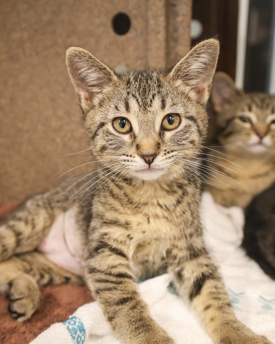 PAWSChicago's tweet image. ADOPTION EVENT: Meet the pets headed to Angels with Tails in Roscoe Village this Sunday!
These are just 4 of dozens of adoptable dogs and cats taking over the storefronts of Roscoe Village on July 13 from 12-4pm. Head over to pawschicago.org/adopt to meet them all - look for…