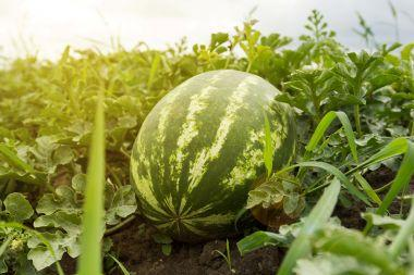 MUExtAgEnviron's tweet image. 🍉 Think you know your melons? Think again! Join MU Extension at the Southwest Missouri Watermelon Workshop on June 27 in Mt. Vernon and become a full-fledged melon master. extension.missouri.edu/events/southwe…