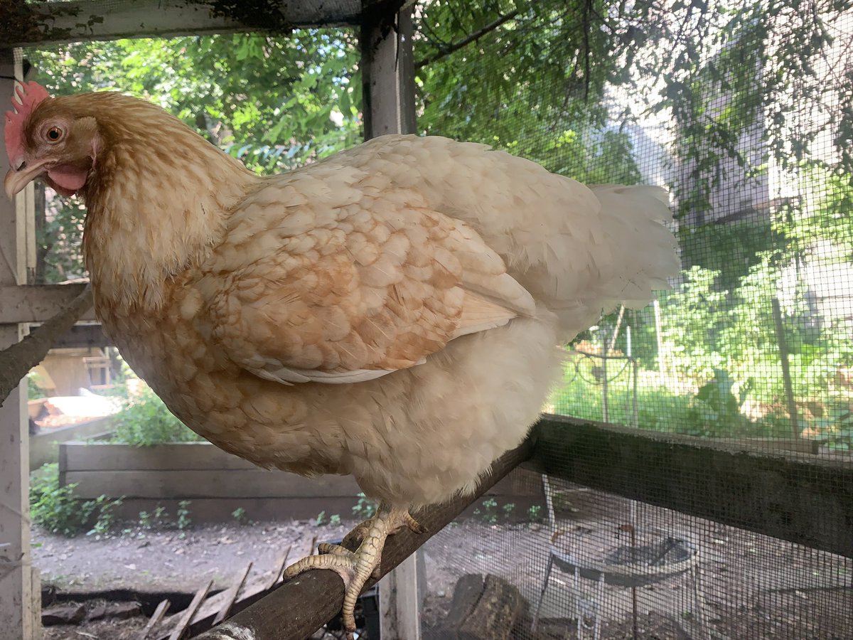 #gaybaristapaulforpresident (@paulsorrentino3) on Twitter photo working class haute couture working class haute couture