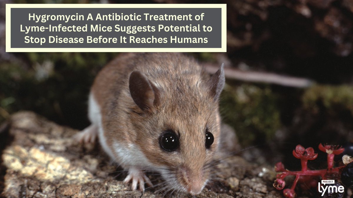 ProjectLyme's tweet image. Researchers treated white-footed mice—major carriers of Lyme disease bacteria—with hygromycin A. This antibiotic, which has a narrow focus & doesn’t kill helpful bacteria, stopped the Lyme bacteria from spreading from mice to ticks. More via @OUPAcademic academic.oup.com/jid/advance-ar…