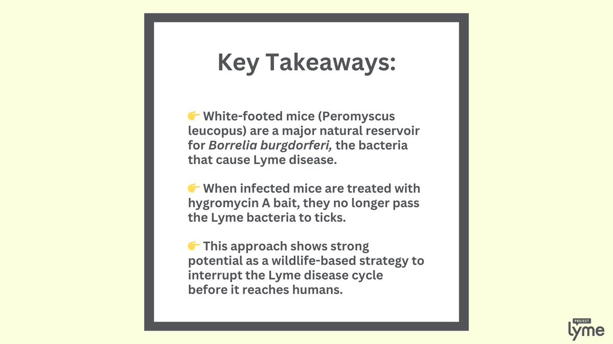 Project Lyme (@projectlyme) on Twitter photo Researchers treated white-footed mice—major carriers of Lyme disease bacteria—with hygromycin A. This antibiotic, which has a narrow focus & doesn’t kill helpful bacteria, stopped the Lyme bacteria from spreading from mice to ticks. More via <a href="/OUPAcademic/">Oxford Academic</a> academic.oup.com/jid/advance-ar… Researchers treated white-footed mice—major carriers of Lyme disease bacteria—with hygromycin A. This antibiotic, which has a narrow focus & doesn’t kill helpful bacteria, stopped the Lyme bacteria from spreading from mice to ticks. More via <a href="/OUPAcademic/">Oxford Academic</a> academic.oup.com/jid/advance-ar…