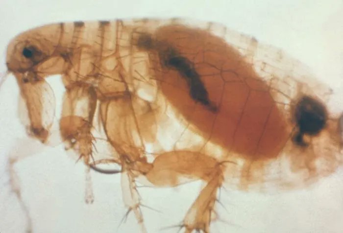 bactiman63's tweet image. #Arizona: Pneumonic #plague death reported in #CoconinoCounty open.substack.com/pub/outbreakne…