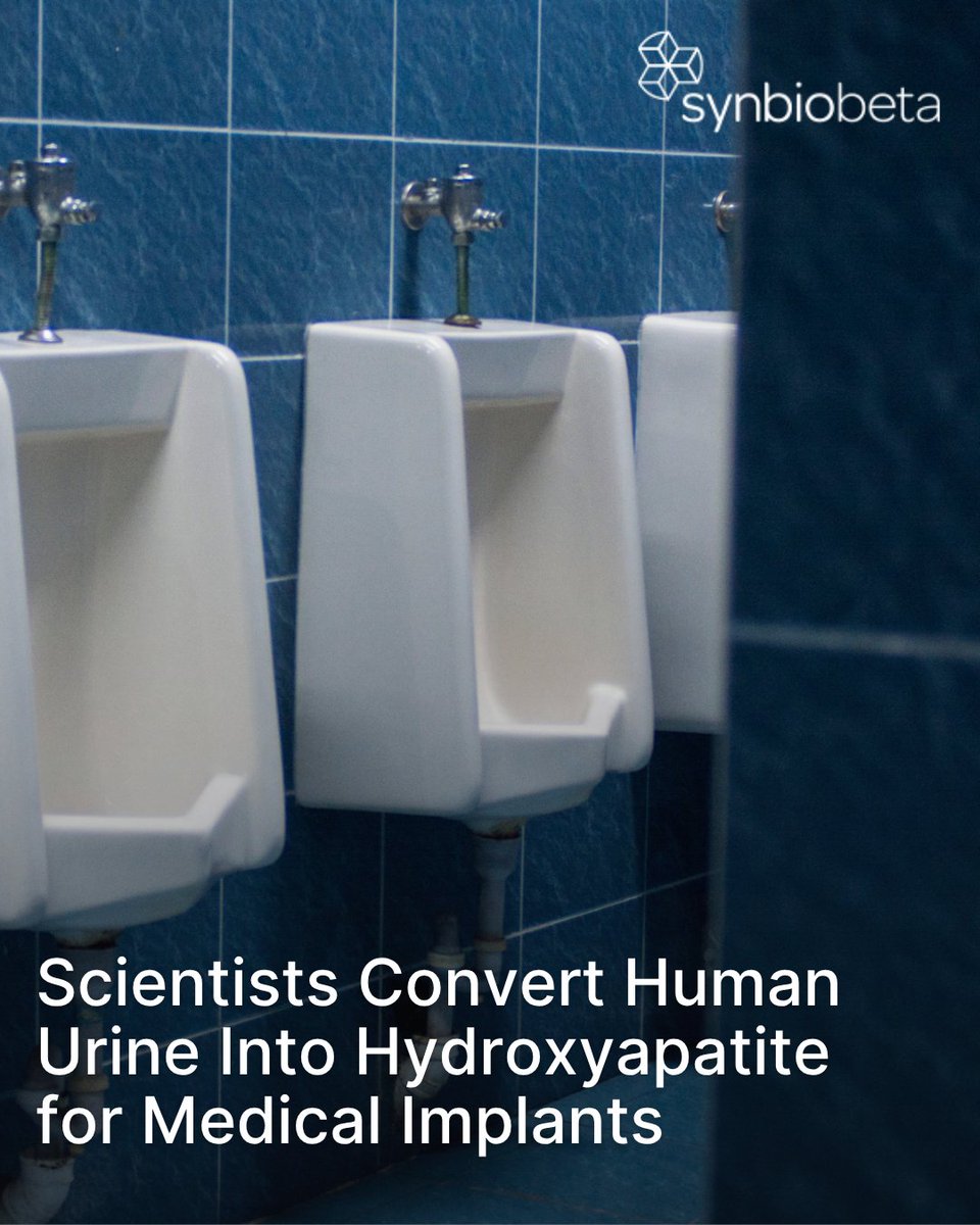 SynBioBeta's tweet image. Scientists Convert Human Urine Into Hydroxyapatite for Medical Implants and Construction Material. Researchers have developed a technique utilizing genetically-modified yeast to transform human urine into hydroxyapatite, a key component for bone and dental implants, with…