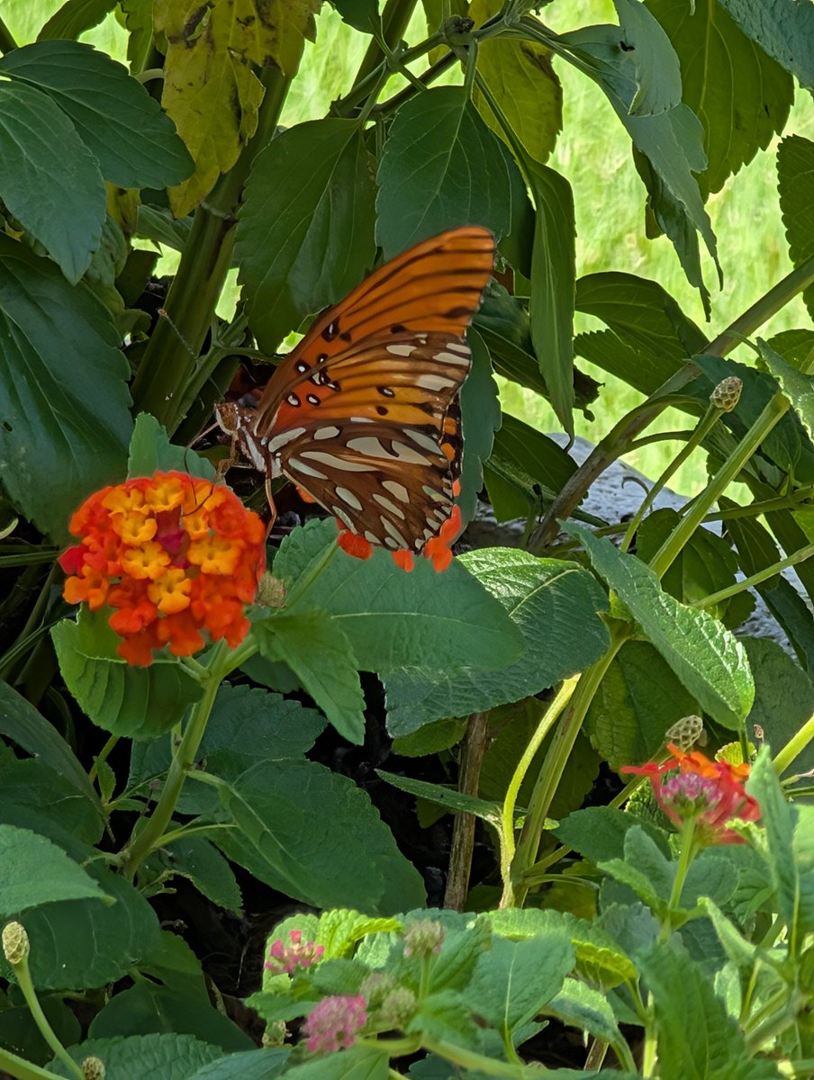 Kim ๐บ๐ธ๐ท๐ป๐ท (@be_u_nique00) on Twitter photo My first butterfly sighting of the summer. It landed on my lantana. <a href="/cynthia_hayes/">Cinzia Hayes</a>
#BUTTERFLIES #butterfly #flowers #GardenersWorld #garden #FridayFeeling #FridayMood #photography My first butterfly sighting of the summer. It landed on my lantana. <a href="/cynthia_hayes/">Cinzia Hayes</a>
#BUTTERFLIES #butterfly #flowers #GardenersWorld #garden #FridayFeeling #FridayMood #photography