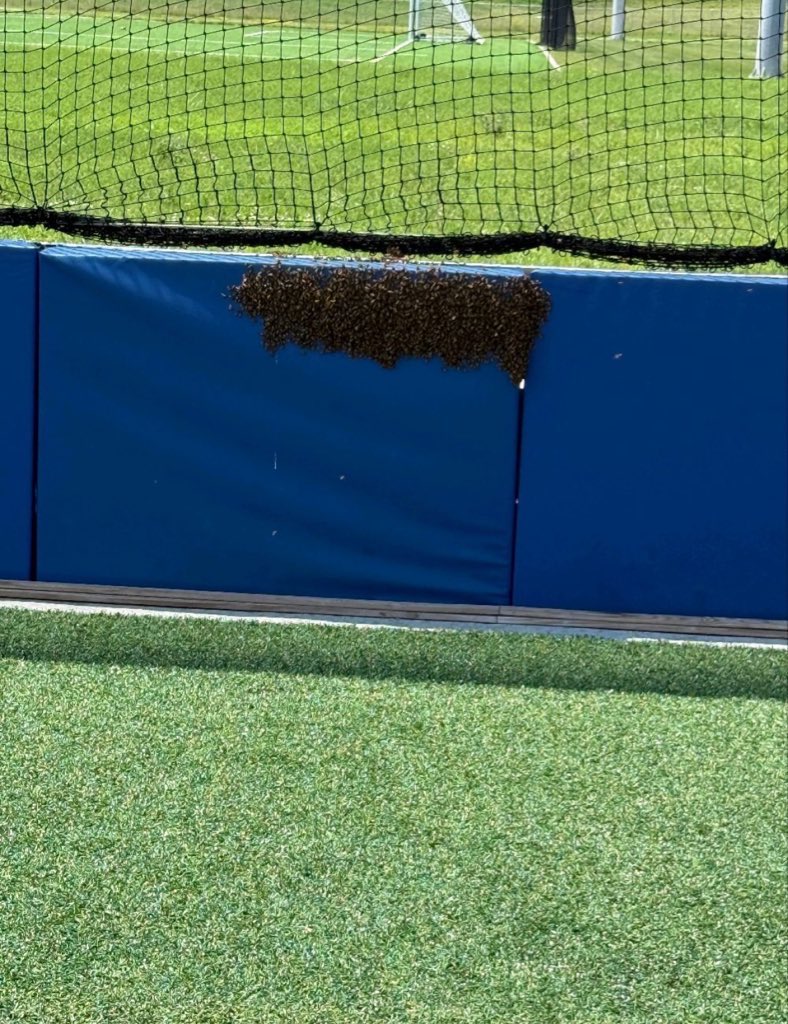 Matthew Taylor (@coach_taylor45) on Twitter photo Coach <a href="/dustythoms/">dustin thoms</a> you don’t even want to hear how they handled the bee situation last weekend….. they didn’t. The coaches and parents did.
#WhatAJoke Coach <a href="/dustythoms/">dustin thoms</a> you don’t even want to hear how they handled the bee situation last weekend….. they didn’t. The coaches and parents did.
#WhatAJoke