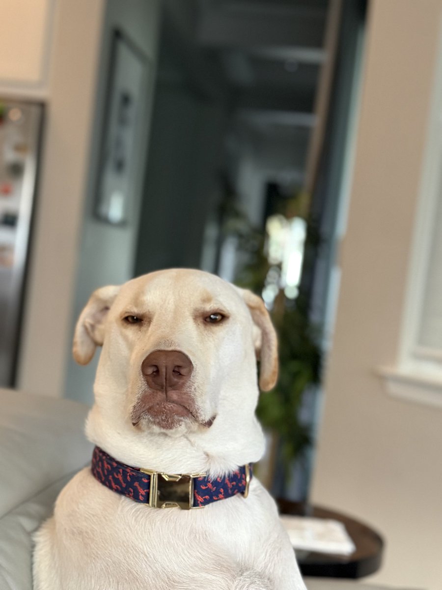 POV: You just told him he can’t sit on the couch he’s already sitting on.