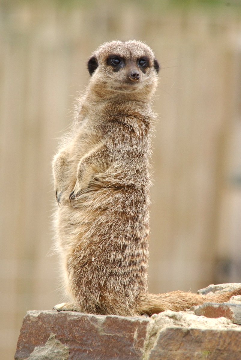 Currently in my garden stretching my neck like a meerkat to get the last of the sun before it sets behind my neighbour's fence.