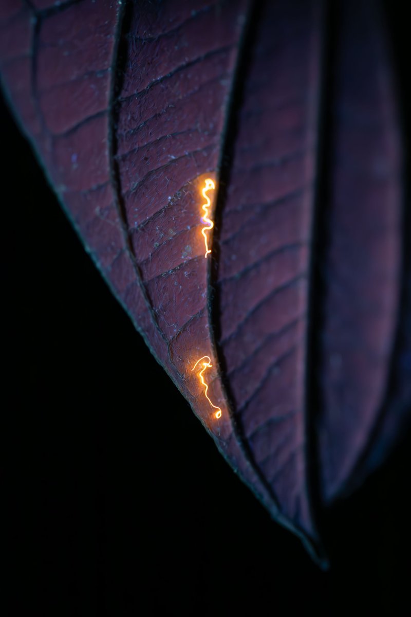 herbholzmann's tweet image. I found these fibers or threads glowing in UV light on many plants. Who can tell me what it is?