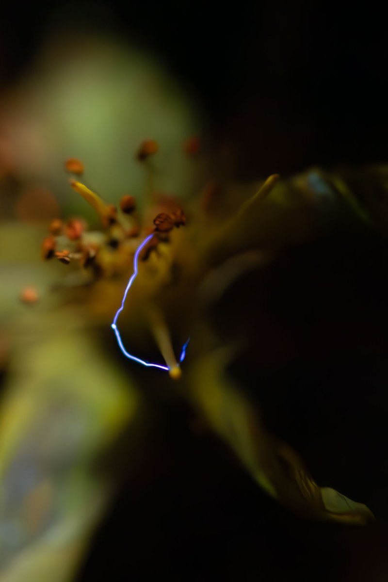 herbholzmann's tweet image. I found these fibers or threads glowing in UV light on many plants. Who can tell me what it is?