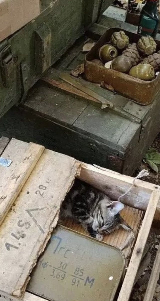 Котик дня 😼