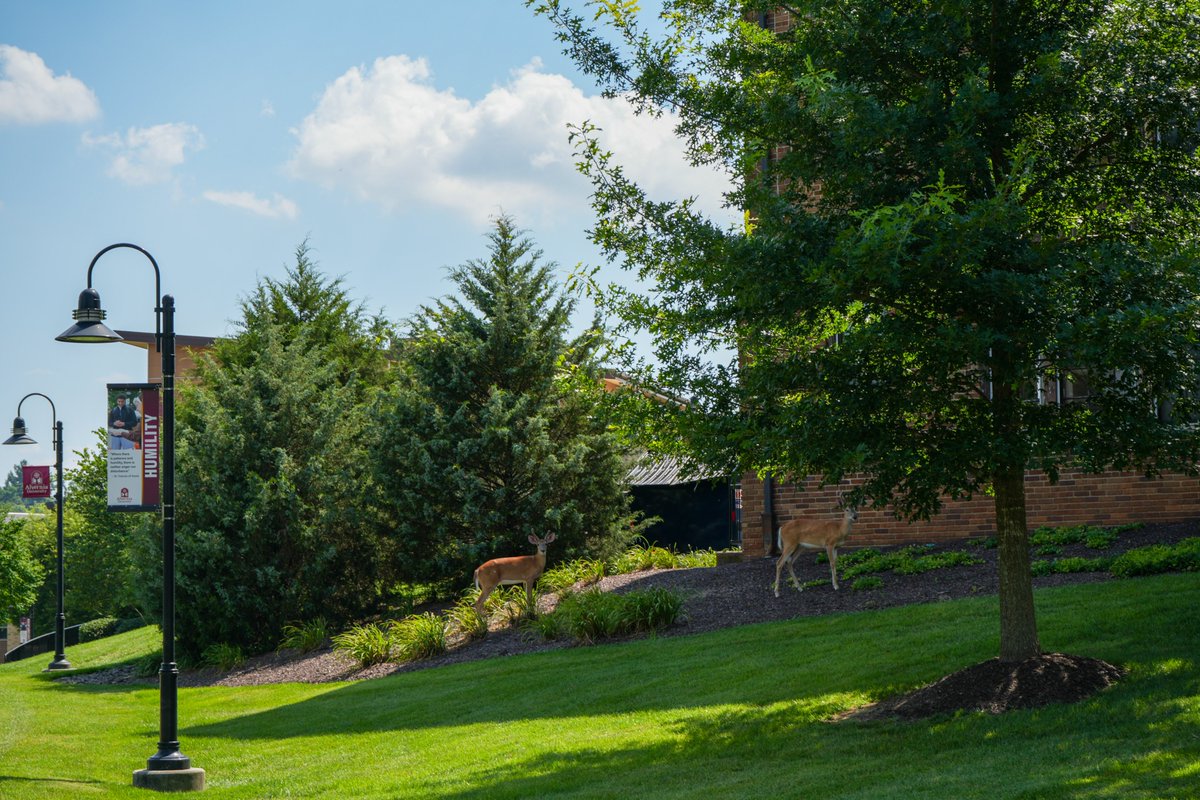 Looks like we recruited two new members of the #Classof2029 at our first Summer Visit Day!

#Deer #Summer #Pennsylvania #Alvernia