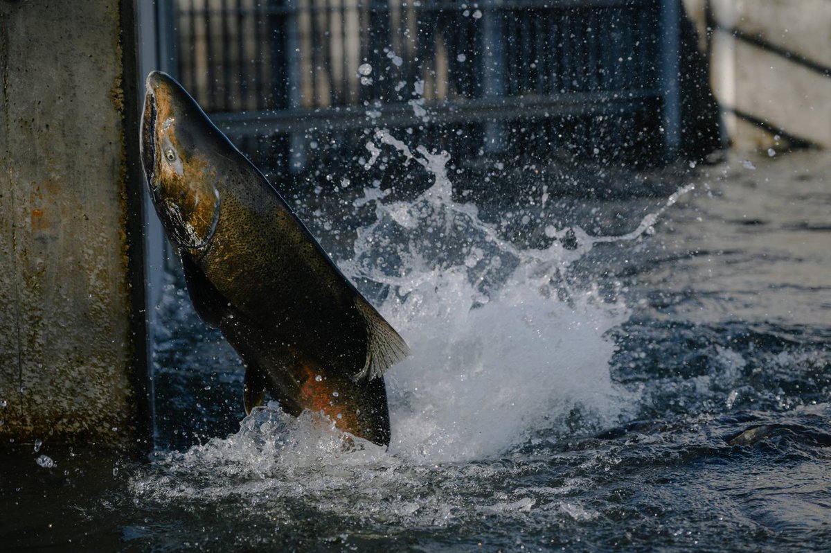 Fadi_S_Ennab's tweet image. &quot;when dams were erected... salmon battered themselves against the concrete, trying to return home. We too must hurl ourselves against &amp;amp; through the literal &amp;amp; metaphorical concrete that keeps us imprisoned... [&amp;amp;] does not blanch at committing genocide...&quot; (D. Jensen 2006)
