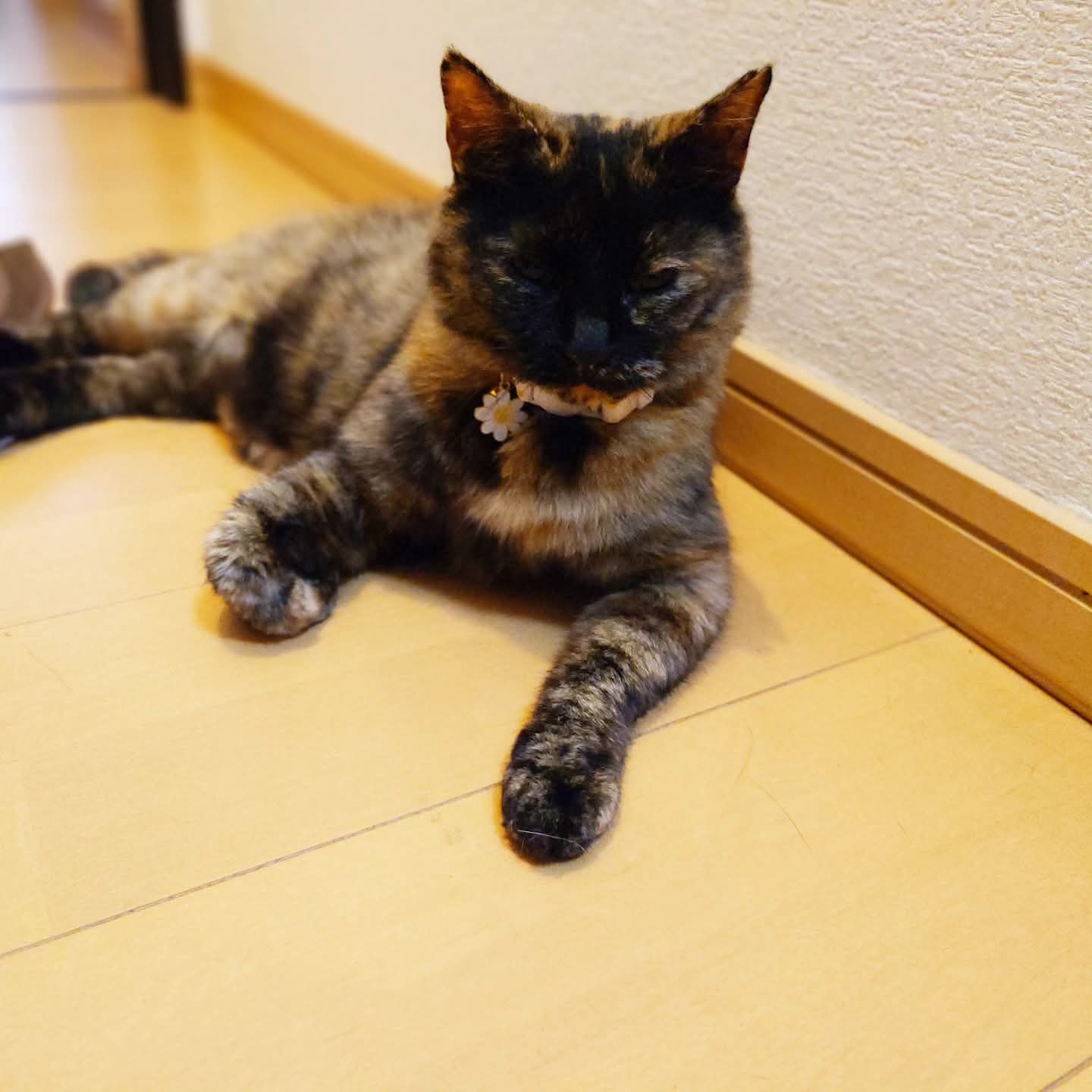 ネコ からふるDreamin'「めばえ～まねきねこちゃん～」のご紹介☆(1