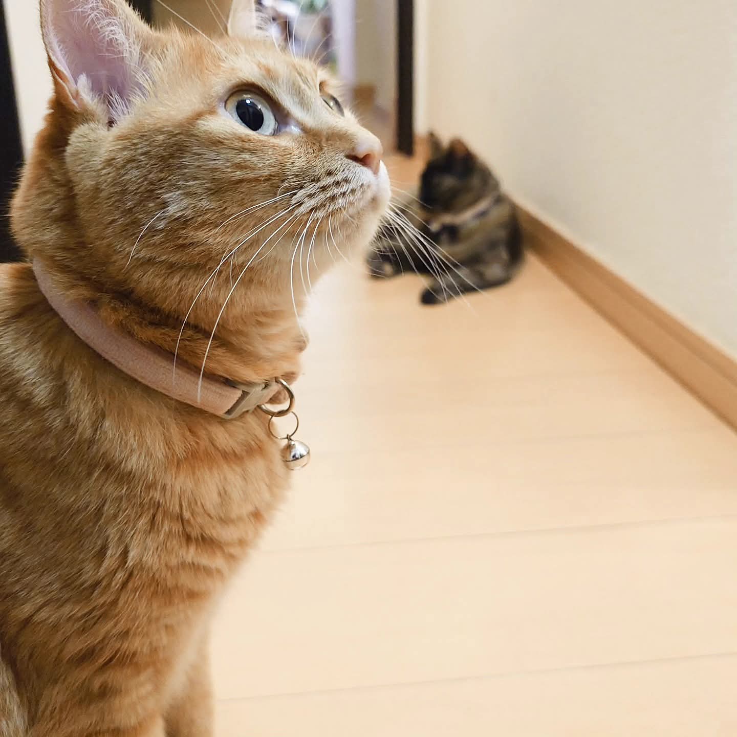猫ぷぷ ふじっこ on X: 