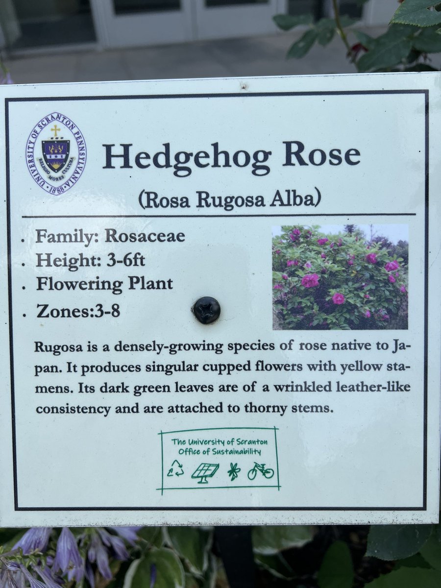 Back in my hometown at my university and found a sweet rose for you, <a href="/MsRoseCavalier/">🦴🌹Rose’s Mum🌹🦴💙</a> 
😘