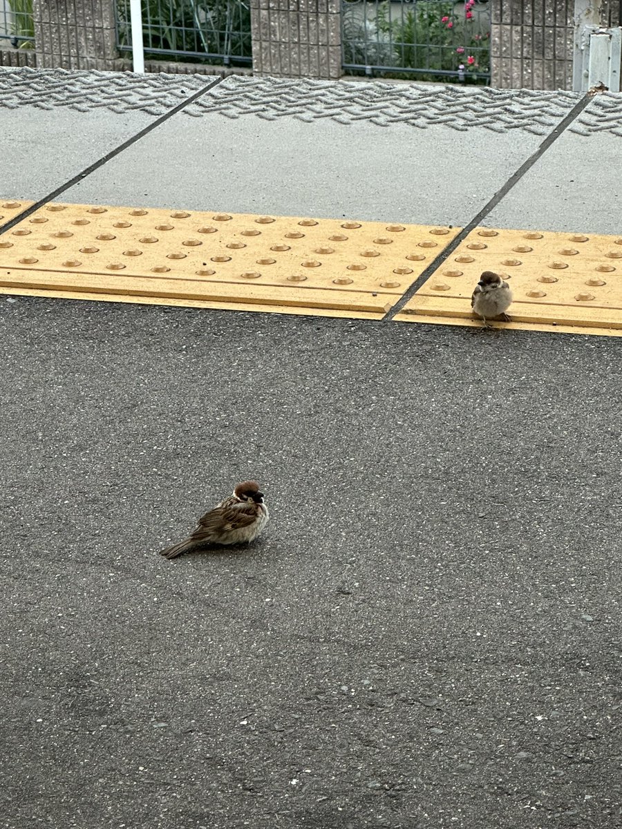 Yw8Ip's tweet photo. 呑んだ帰り道に名鉄無人駅にて電車を待つ間に寝てしまい、駅で一晩過ごすっていうね。
電車に乗って寝過ごすは何度もやっているけど、乗る前に寝過ごすは初めてかなぁ。 https://t.co/Fq3uzgTrHQ