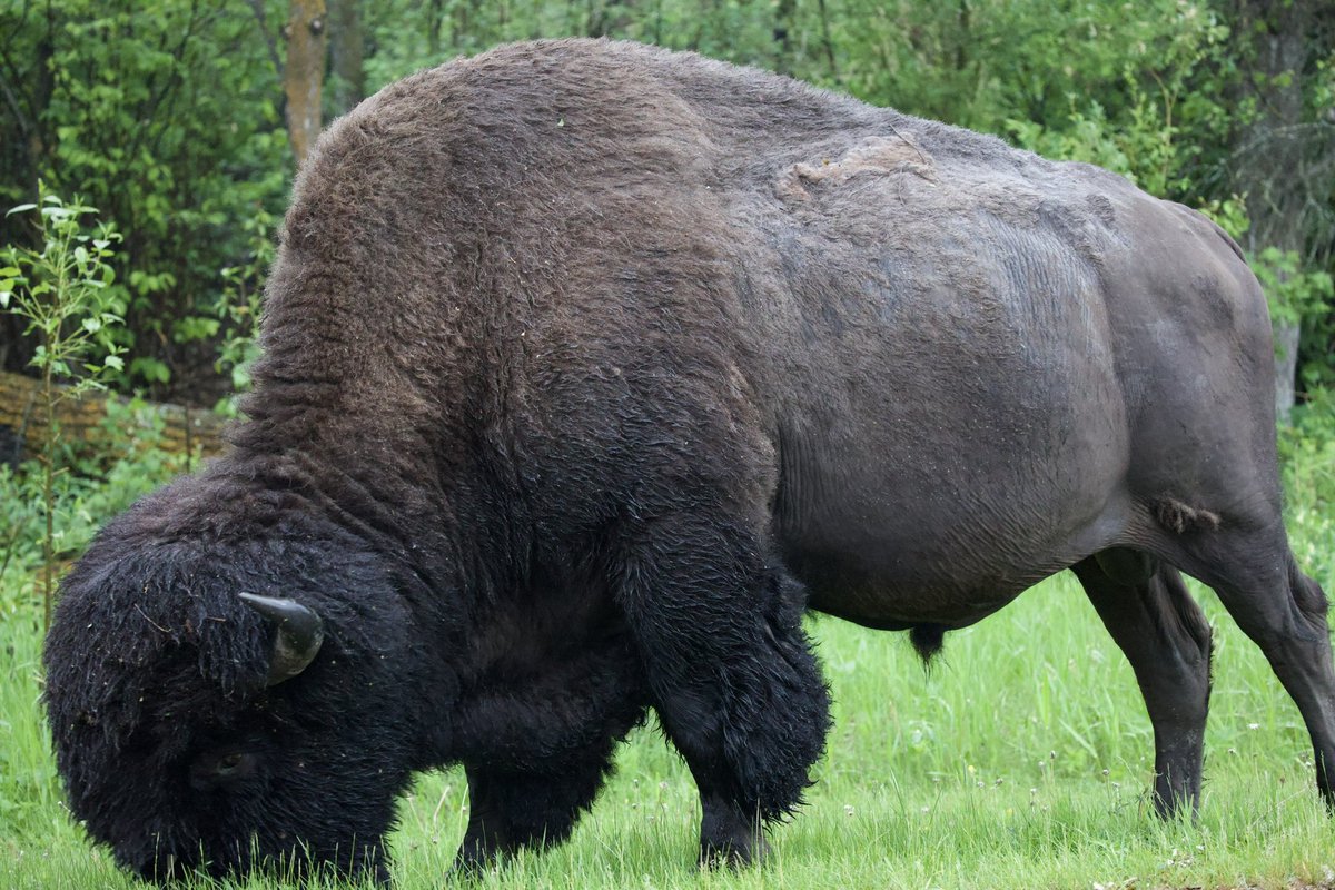 JC Collins tweet media