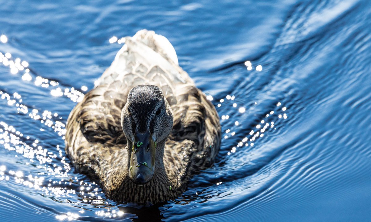 JC Collins tweet media