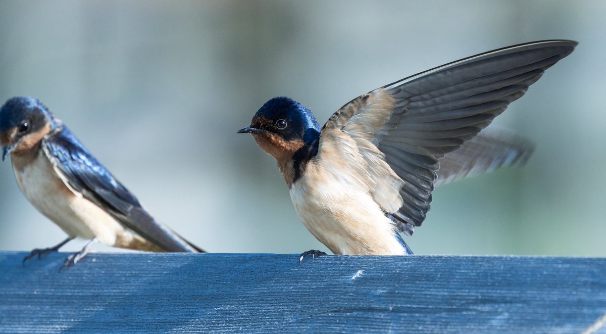 JC Collins tweet media