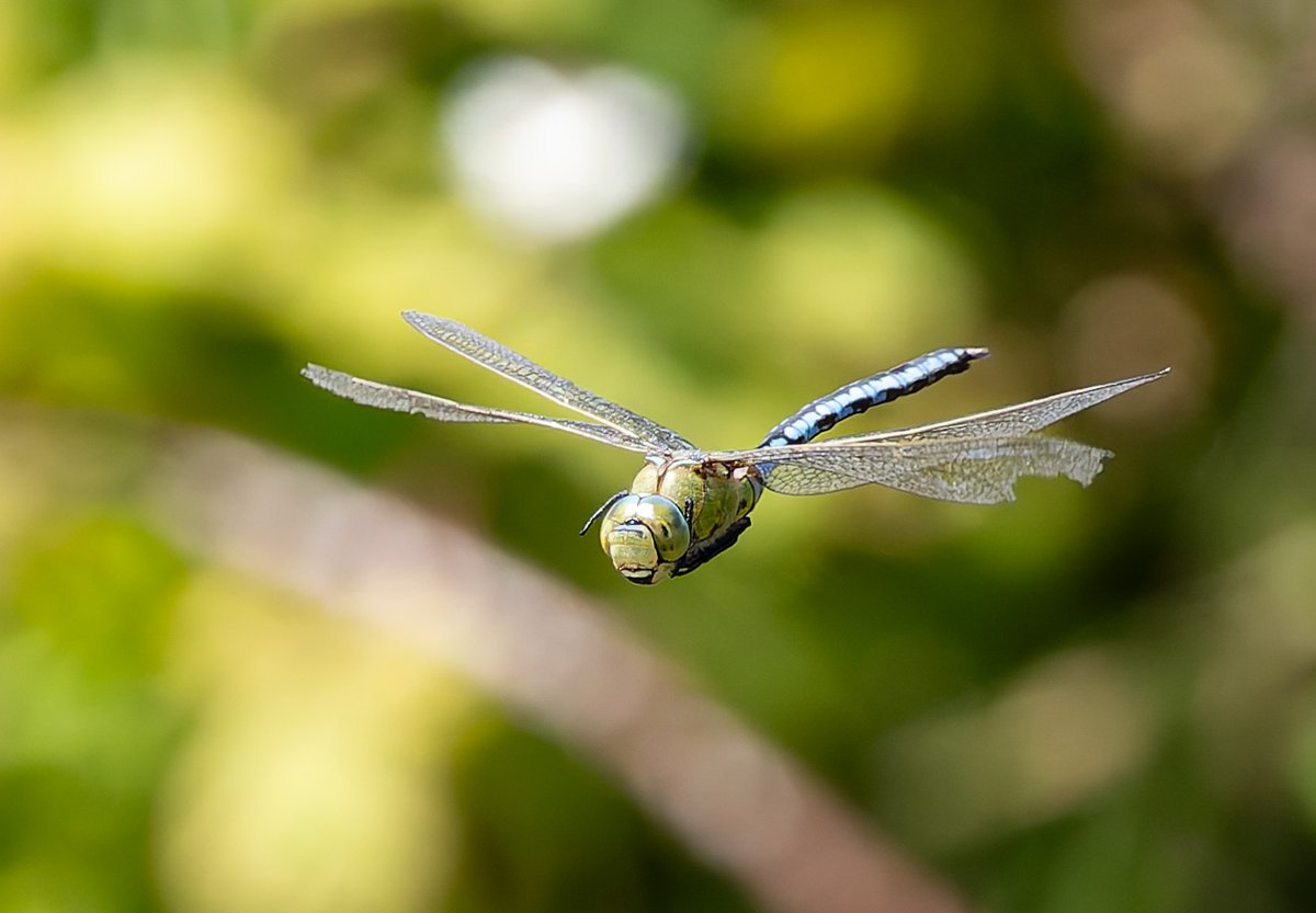 Great to find a Lesser Emperor at Cheswick, Nthld, today - a male was hawking over Bramble and Hawthorn next to the England Coast Path by the pool nr Cheswick, too fast for my camera and I last saw it when it was seen off by a male Emperor patrolling the shore below (pictured)