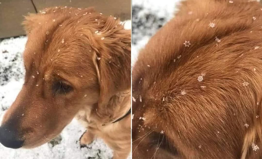 Dice una antigua leyenda, que los copos de nieve aterrizan en perfecto estado, en aquellos que tienen las almas mas puras ❄️❤️