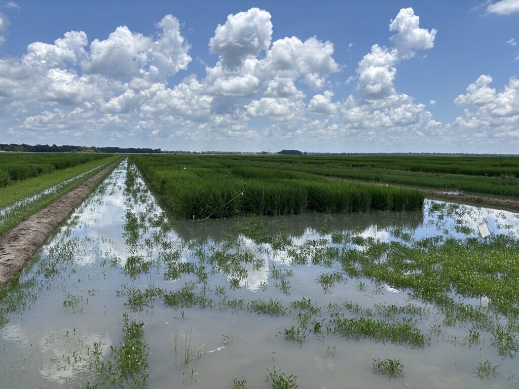 Locus Agriculture tweet media