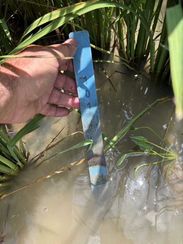 Locus Agriculture (@locusag) on Twitter photo #Ricefield check in Arkansas✅
Lead agronomist Dave Dyson was at <a href="/UArkansas/">University of Arkansas</a> trials inspecting Ozark variety #rice at the boot stage treated with Rhizolizer Duo #biologicals. Last year’s trial saw an 11.5 bu/ac increase and early signs point to similar, or even better, results. #Ricefield check in Arkansas✅
Lead agronomist Dave Dyson was at <a href="/UArkansas/">University of Arkansas</a> trials inspecting Ozark variety #rice at the boot stage treated with Rhizolizer Duo #biologicals. Last year’s trial saw an 11.5 bu/ac increase and early signs point to similar, or even better, results.