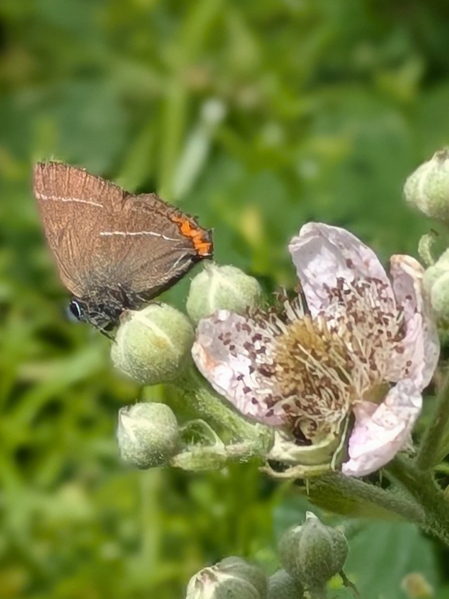 pam_mcinnes's tweet image. #FlutterbyFriday Delighted to find a White Letter Hairstreak at Brockholes this week.
