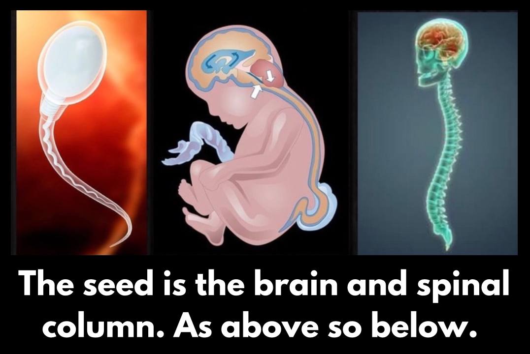 The seed knows its path... 🌱
From a single spark, life begins—with the blueprint already encoded in the spine and brain.
The sacred current rises through the column... awakening consciousness. 🧠⚡️

The spine is more than bone—it’s a ladder of light.
And the brain? A divine