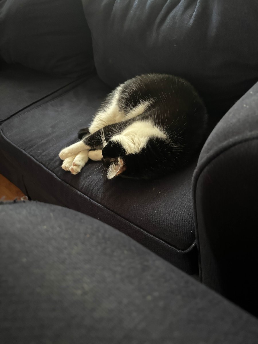 maxillaries's tweet image. TL;DR: My cat has nasopharyngeal polyps, and the cost of surgery is high. If we can get ~300 USD, we should be able to foot the rest of the bill in two weeks' time.

pp: paypal.me/incisors
cash: $caterwaul

extended info in replies.