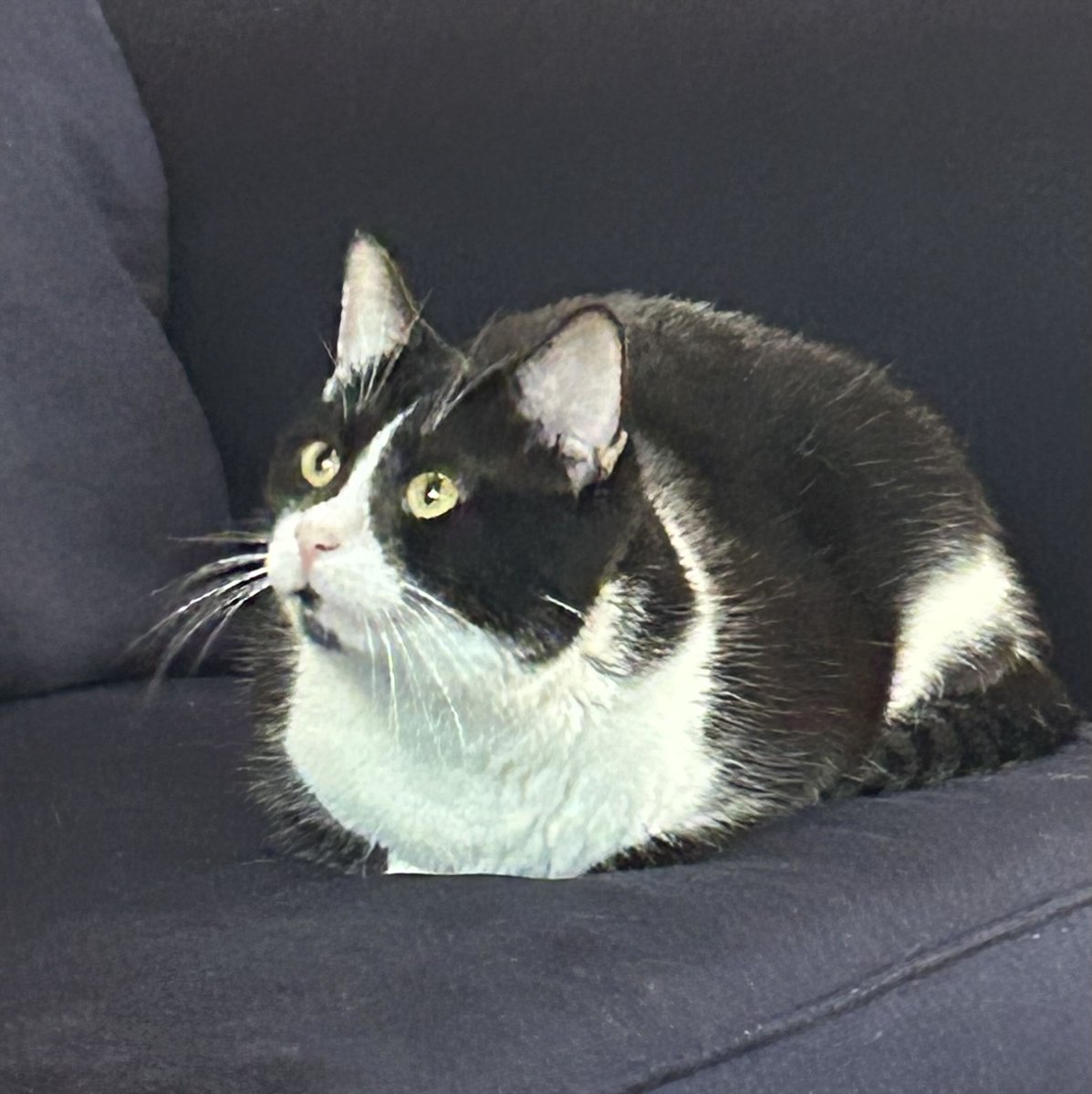 maxillaries's tweet image. TL;DR: My cat has nasopharyngeal polyps, and the cost of surgery is high. If we can get ~300 USD, we should be able to foot the rest of the bill in two weeks' time.

pp: paypal.me/incisors
cash: $caterwaul

extended info in replies.