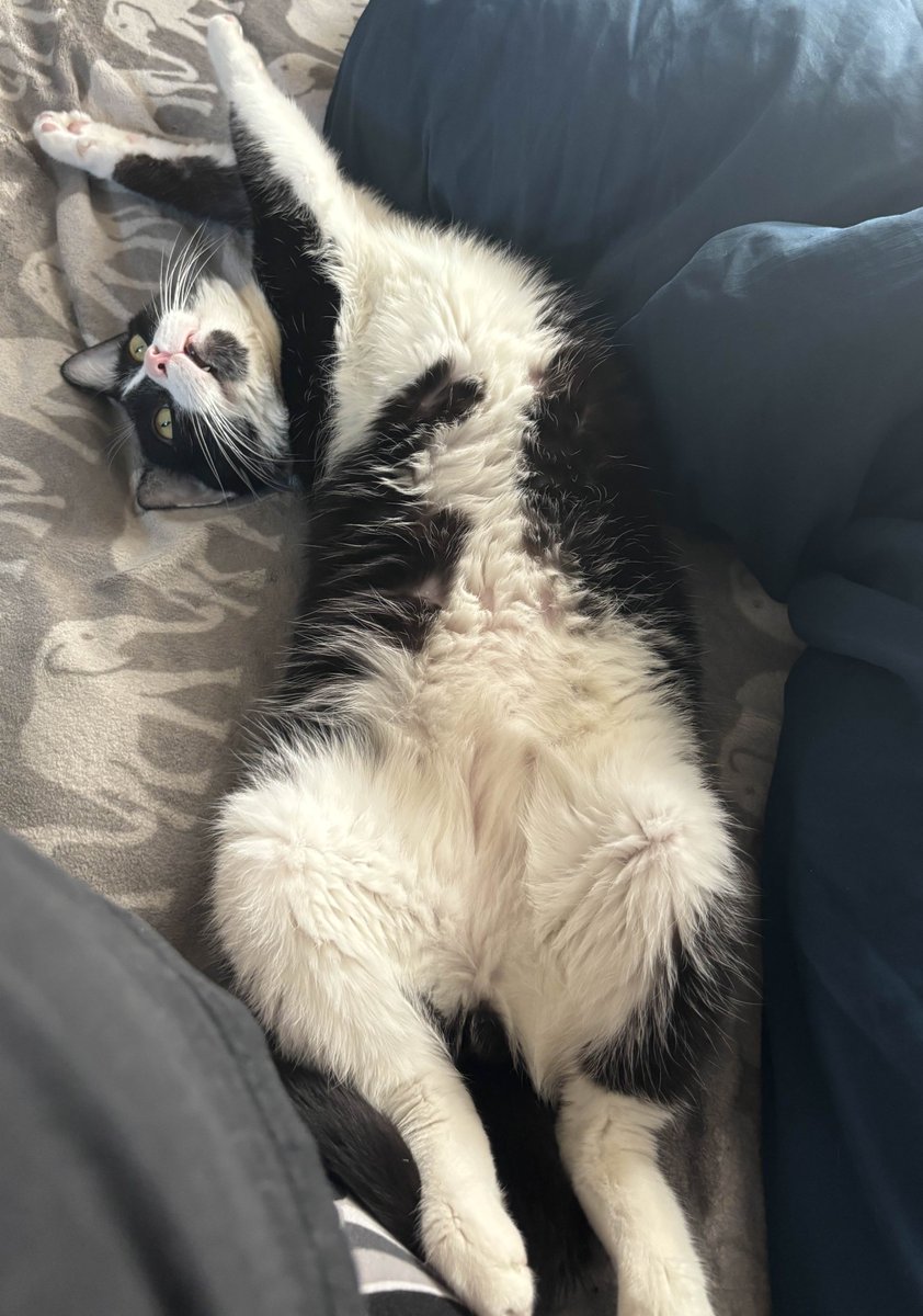 maxillaries's tweet image. TL;DR: My cat has nasopharyngeal polyps, and the cost of surgery is high. If we can get ~300 USD, we should be able to foot the rest of the bill in two weeks' time.

pp: paypal.me/incisors
cash: $caterwaul

extended info in replies.