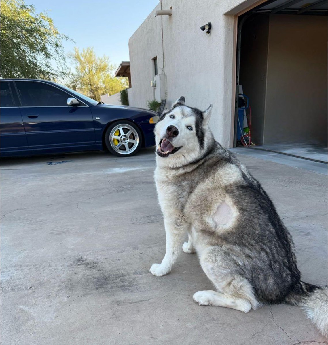 recaptioned's tweet image. My boy early this morning. If you’re able to donate or simply share his fundraiser, we would be so grateful. Every bit helps and goes directly to his care 🐾🩵
gofund.me/d45b8725
