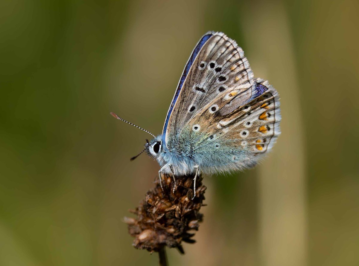 Mike Carr (@mikepastycarr) on Twitter photo If there's any animal that can always instil the feeling of happiness in me, it's got to be Common Blue Butterflies - even when they only show their underwings - Branton Gravel Pits this afternoon <a href="/savebutterflies/">Butterfly Conservation 🦋</a> If there's any animal that can always instil the feeling of happiness in me, it's got to be Common Blue Butterflies - even when they only show their underwings - Branton Gravel Pits this afternoon <a href="/savebutterflies/">Butterfly Conservation 🦋</a>
