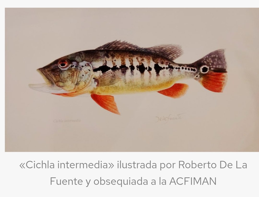andresraulpaezp's tweet image. Bravo por el talento y las genialidades #Pintor Roberto De La Fuente @rdelafontain #Arquitecto #UCV hoy en alianza con la #Academia  #Ciencias #Fisicas #Matematicas y Naturales  @acfimanve proyecto ,"100 #Peces notables #Orinoquia #Orinoco #Venezuela " @CDCHUCV @UCV_Noticias_