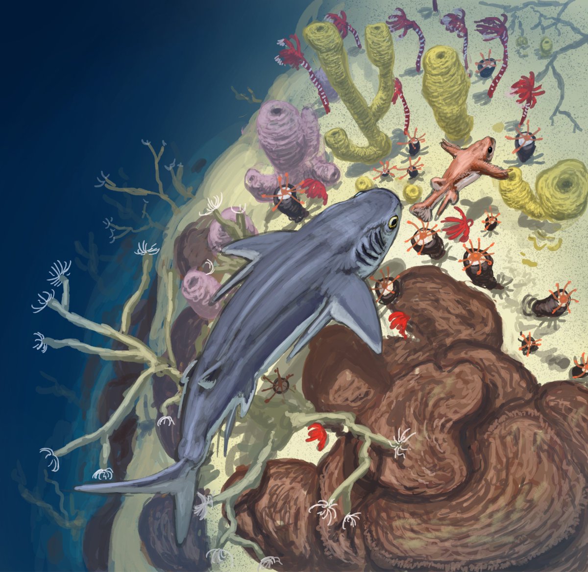 Cobelodus chasing an Iniopera