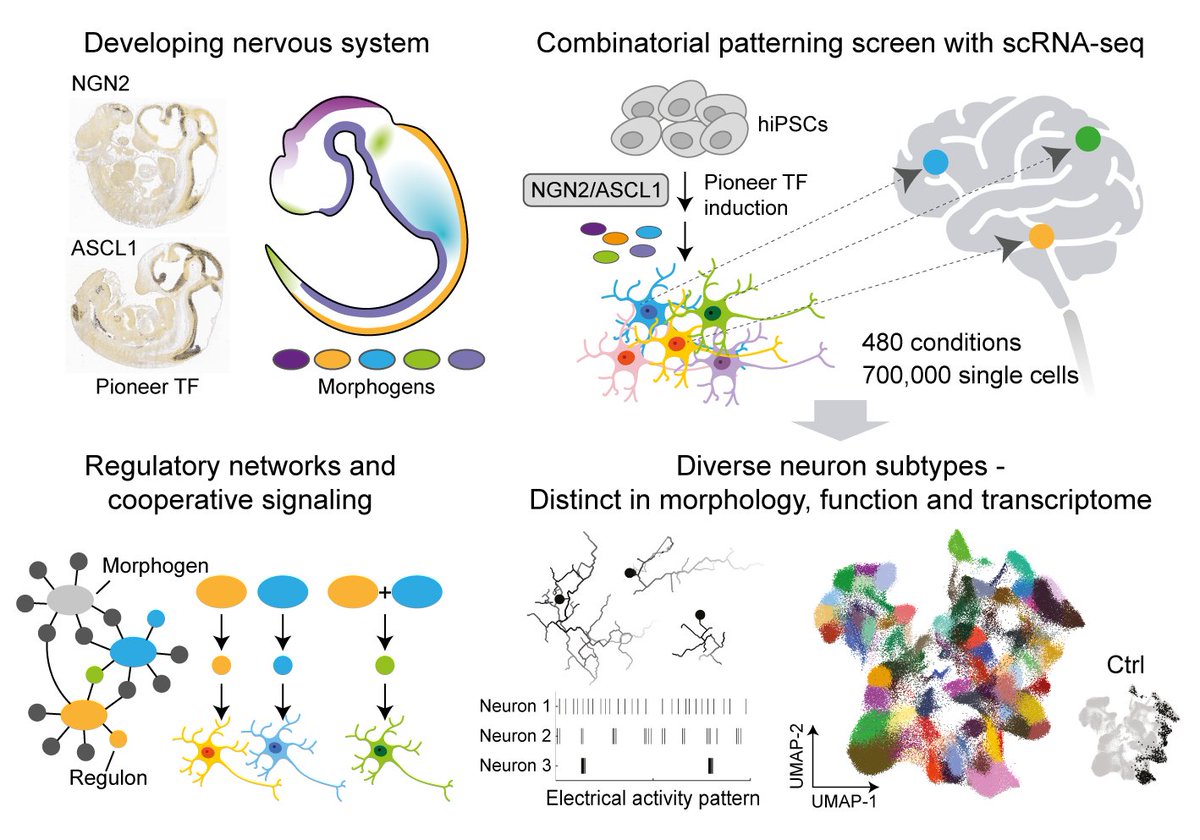 GrayCampLab's tweet image. Neuron programming! Pro-neural TFs + 480 morphogen conditions + scRNA-seq --> Diverse iN subtypes of forebrain, midbrain, hindbrain, spinal cord, and PNS. science.org/doi/10.1126/sc… @HsiuChuan_Lin @JasperJanssens7 @TreutleinLab @ScienceMagazine @ETH_BSSE #NGN2 #ASCL1