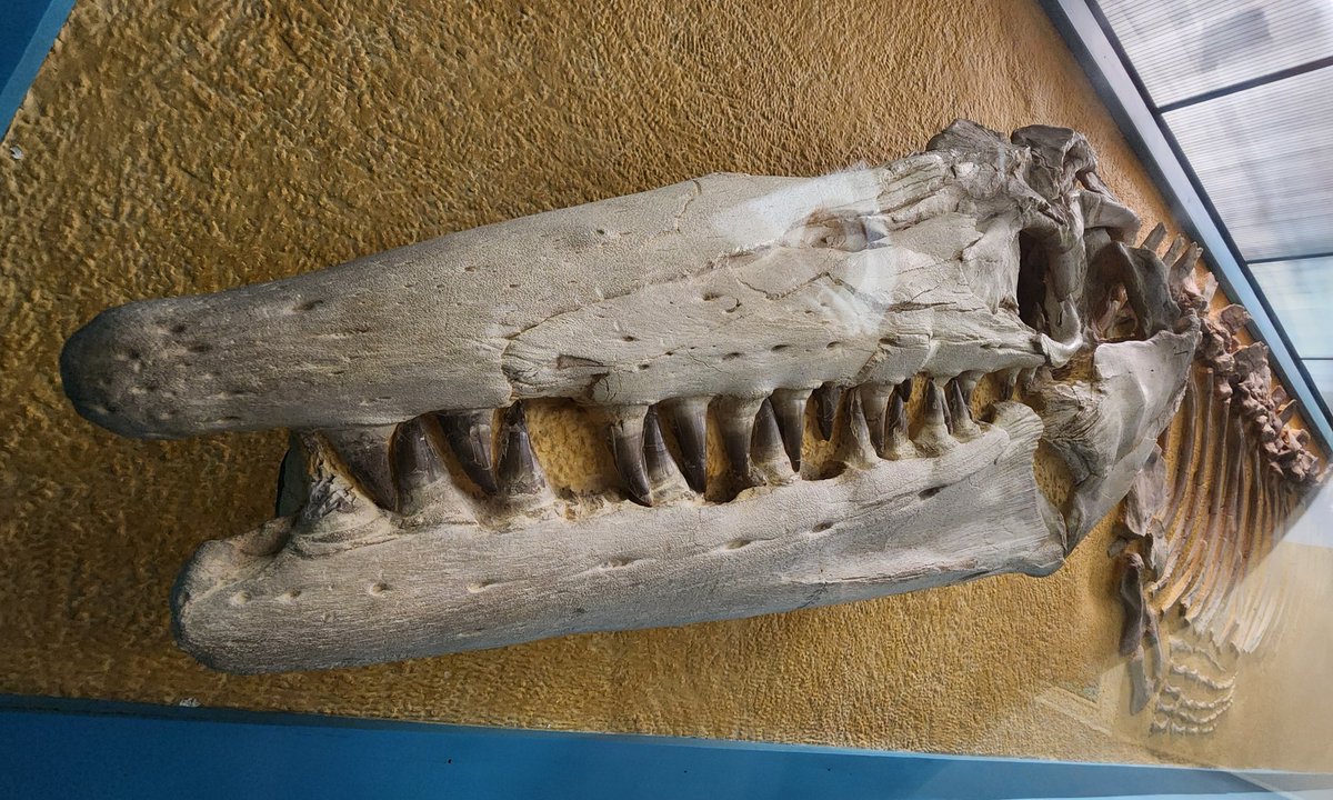 TyrantLzrdQueen's tweet image. Happy #FossilFriday, have a funy lizard

Tylosaurus FHSM VP-3