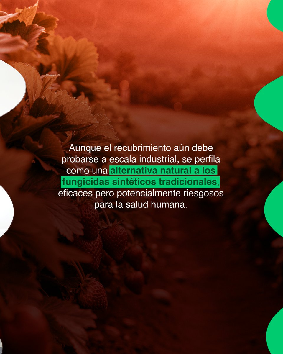 Facultad de Ingeniería Univalle (@ingenieriauv) on Twitter photo 🍓🔬 ¡Innovación que protege!
Angie Quintero y Esteban Flórez, de <a href="/UnivalleTuluaOf/">Universidad del Valle sede Tuluá</a>, crearon un recubrimiento orgánico que prolonga la vida útil de la fresa y reduce pérdidas por hongos 🛡️🌱
Una alternativa natural a los fungicidas ⚠️
Lee nota completa👇ingenieriainforma.blogspot.com/2025/07/crean-… 🍓🔬 ¡Innovación que protege!
Angie Quintero y Esteban Flórez, de <a href="/UnivalleTuluaOf/">Universidad del Valle sede Tuluá</a>, crearon un recubrimiento orgánico que prolonga la vida útil de la fresa y reduce pérdidas por hongos 🛡️🌱
Una alternativa natural a los fungicidas ⚠️
Lee nota completa👇ingenieriainforma.blogspot.com/2025/07/crean-…