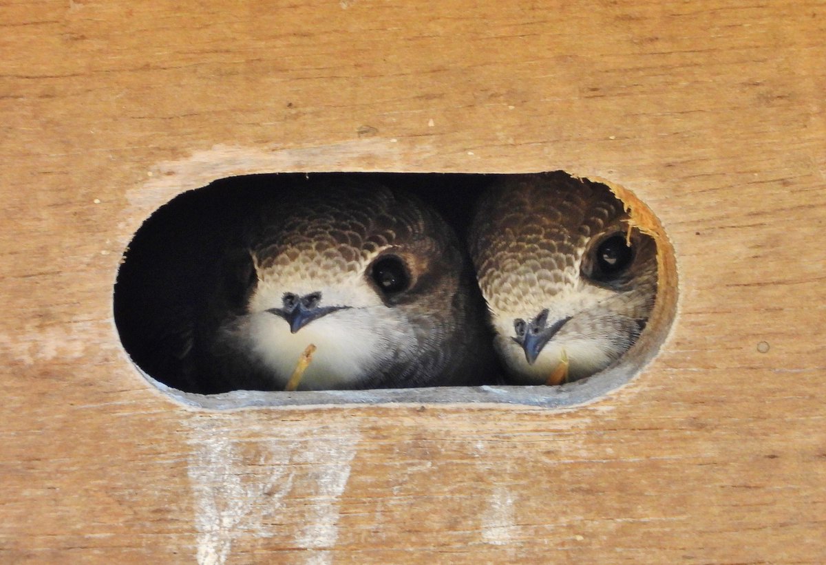 CRCuthbert's tweet image. Suffolk Swift News!
I am pleased to confirm that there are now two beautiful Swift chicks in the nestbox on my house, patiently watching and waiting for their parents! (11th July 2025)
@SoSSwifts @suffolkwildlife @Natures_Voice @SuffolkBirdGrp @WriterHannahBT