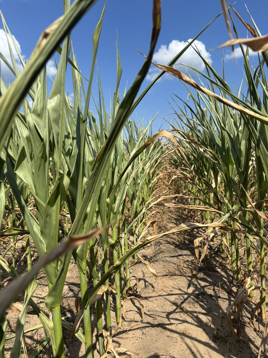 wapp56's tweet image. Nitrogen or potassium deficiency? Can’t quite figure out why my dryland corn is turning brown.