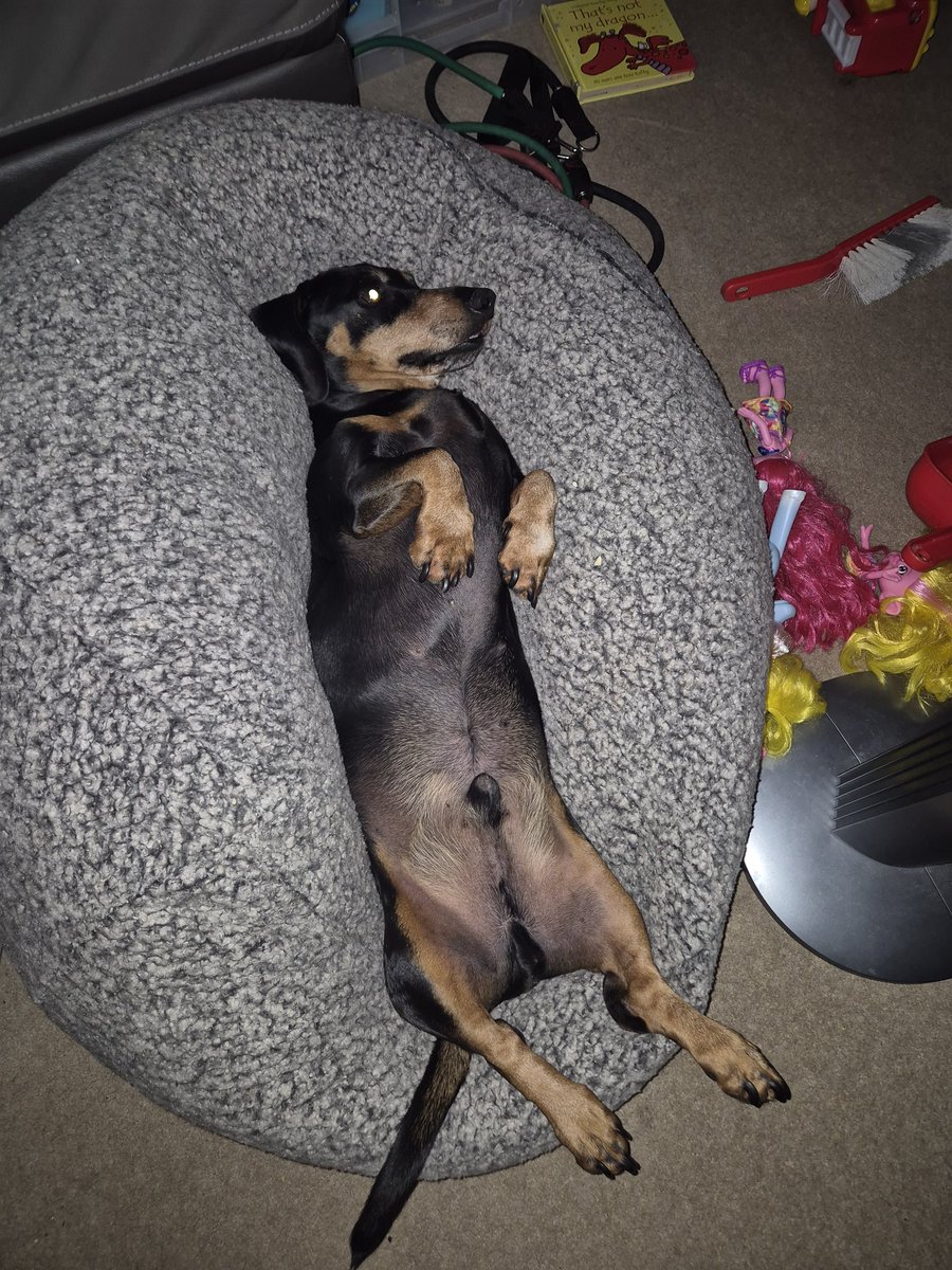 bazra1987's tweet photo. Dogs have the best live we can give them @rickygervais https://t.co/4N3pUChkiw