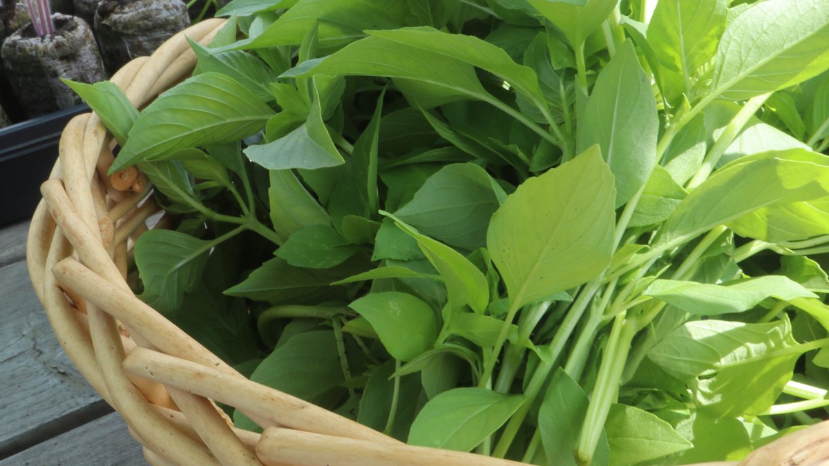 KitchenGardensX's tweet image. As a beginning gardener, I grew basil. Usually the standard Genovese, and would make pesto all summer.
Then I discovered the universe of Thai basils, and now I still make pesto --- but a different sort that I use in my Thai cooking all through the year. I am just starting my…