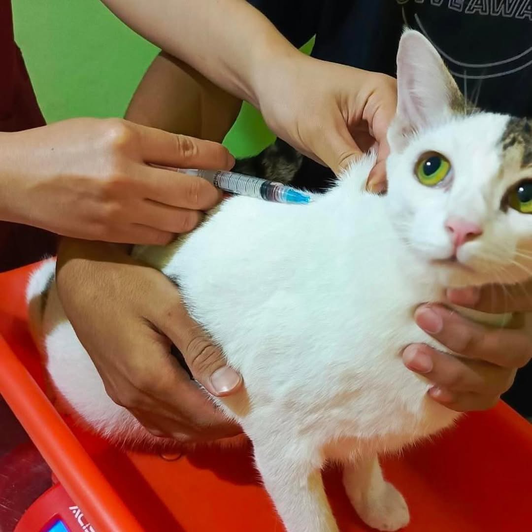 FazzleMawla's tweet image. Today’s mission: TNR for my babies! 🐱 Every little step helps reduce the stray cat population and gives these furballs a chance at a happier life. Let’s make a difference, one purr at a time!
