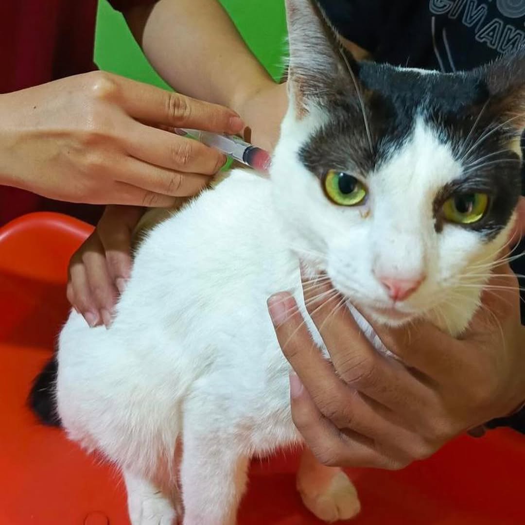 FazzleMawla's tweet image. Today’s mission: TNR for my babies! 🐱 Every little step helps reduce the stray cat population and gives these furballs a chance at a happier life. Let’s make a difference, one purr at a time!