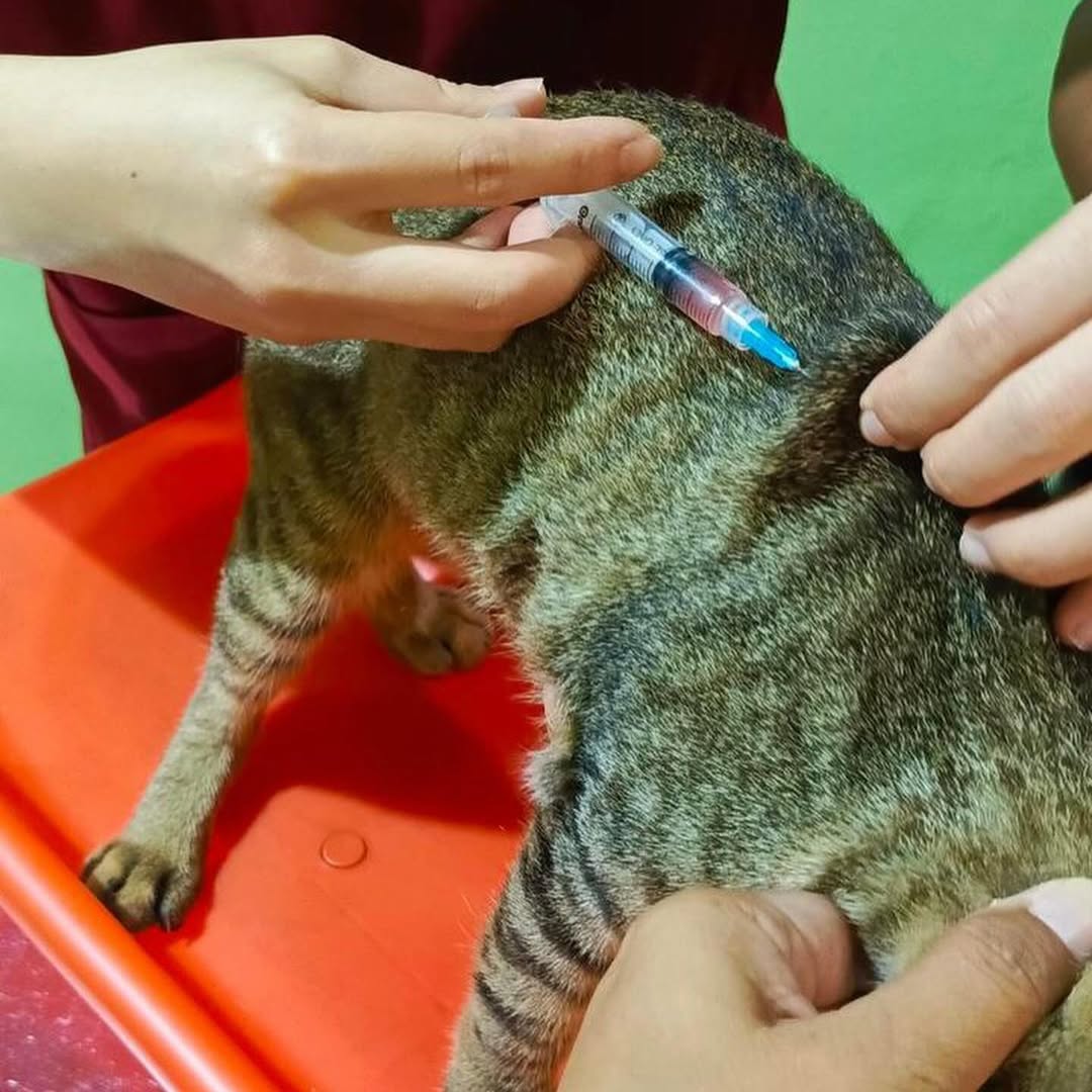 FazzleMawla's tweet image. Today’s mission: TNR for my babies! 🐱 Every little step helps reduce the stray cat population and gives these furballs a chance at a happier life. Let’s make a difference, one purr at a time!