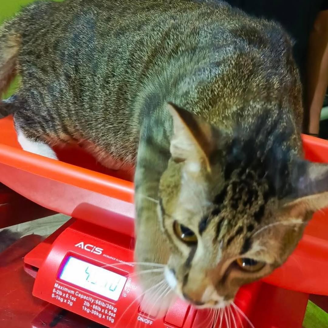 FazzleMawla's tweet image. Today’s mission: TNR for my babies! 🐱 Every little step helps reduce the stray cat population and gives these furballs a chance at a happier life. Let’s make a difference, one purr at a time!