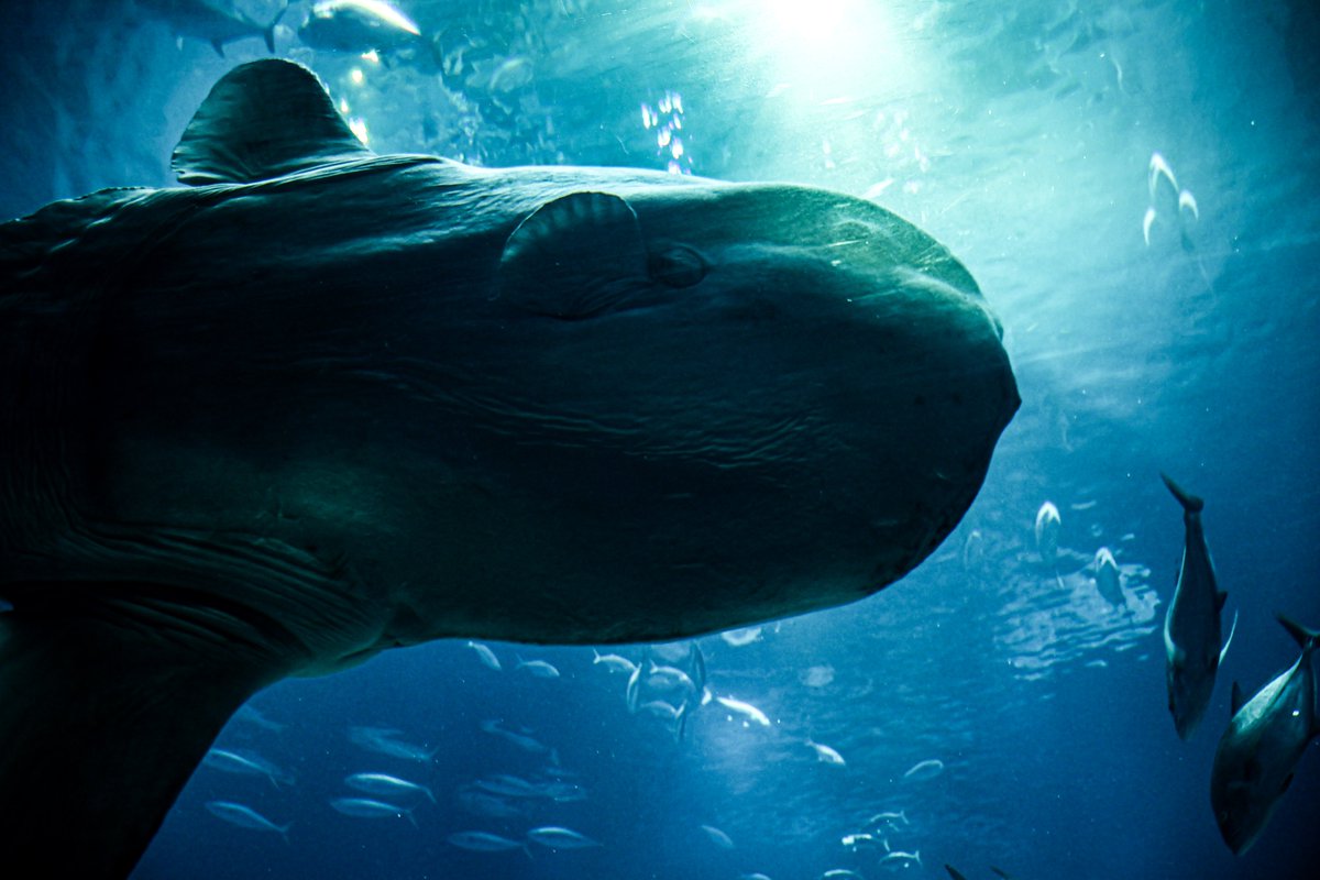 orca_hinata's tweet image. ばかかっこいいマンボウ。