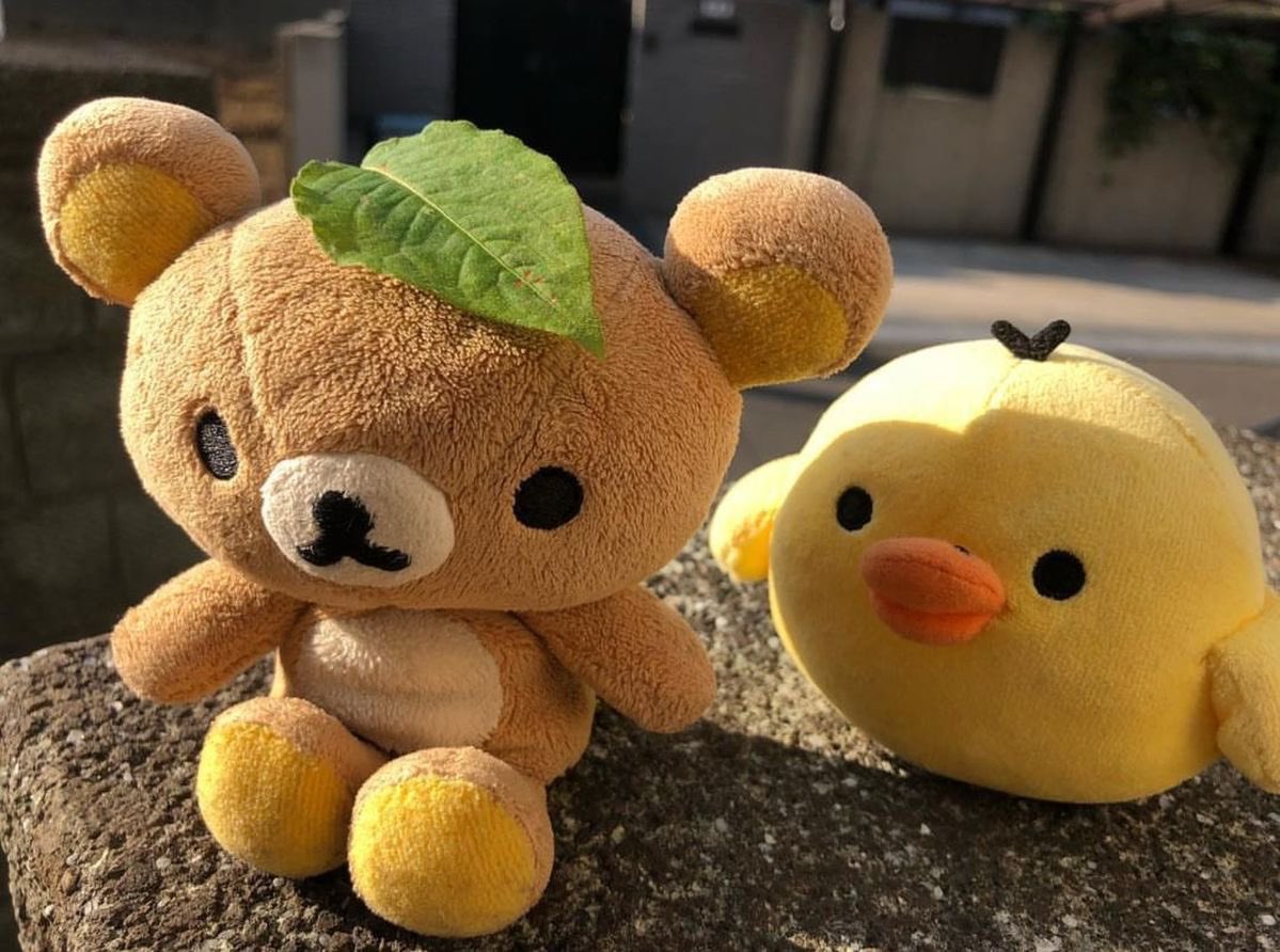 jookkuma's tweet photo. #JOONIE #주니 #쭌니다쭌 #リラックマ #CHOWON https://t.co/cVRMsBkKNI