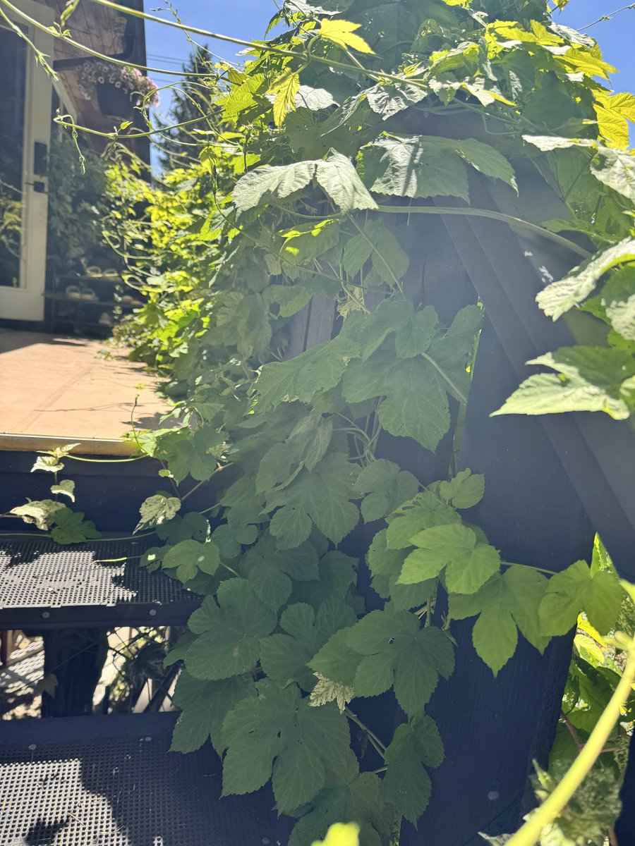 The hops is taking over